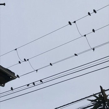 White-cheeked Starling 千葉市若葉区 Unknown Date