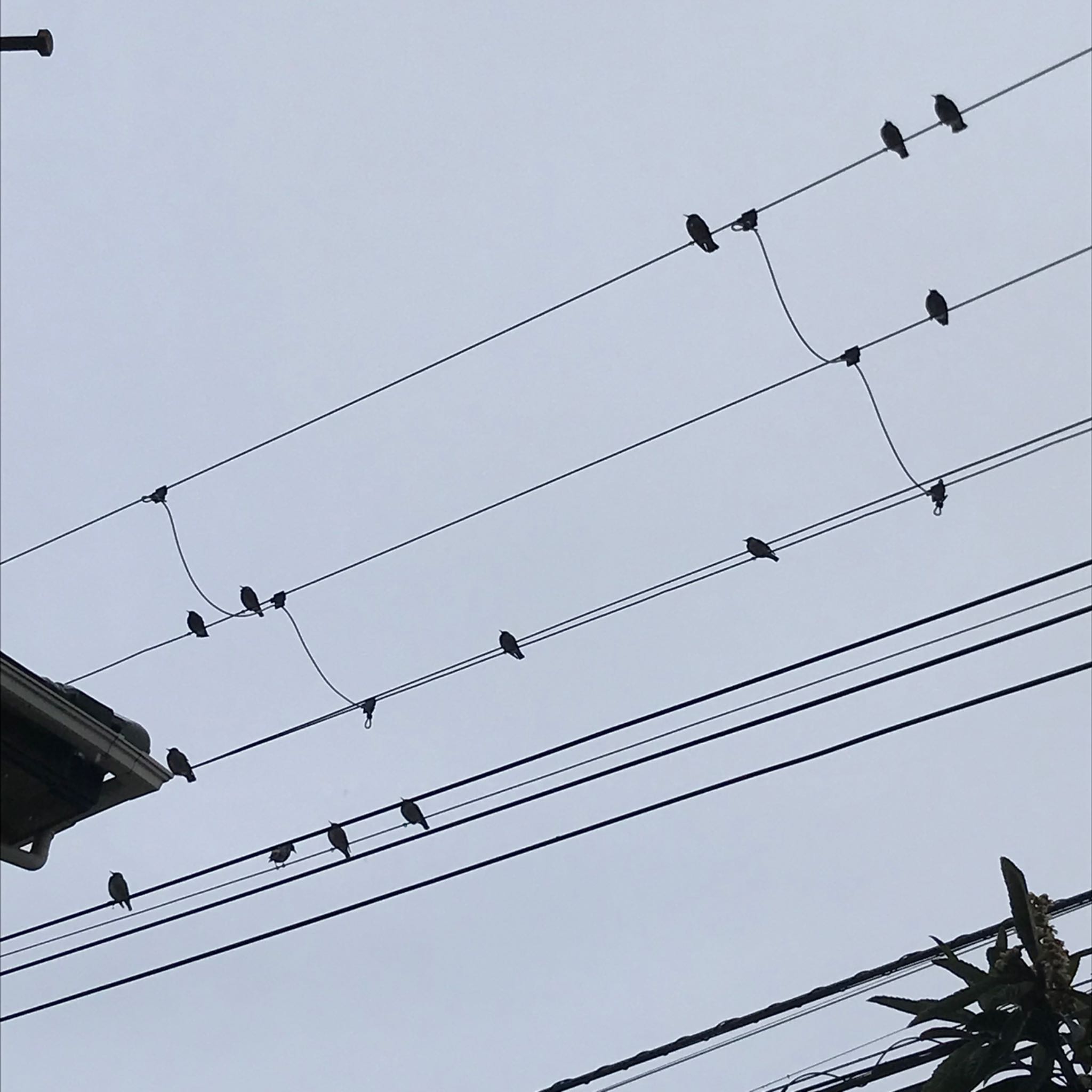 Photo of White-cheeked Starling at 千葉市若葉区 by KozBird