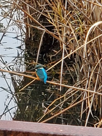 Common Kingfisher Teganuma Sat, 1/20/2024