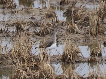 Green Sandpiper Unknown Spots Sat, 1/20/2024