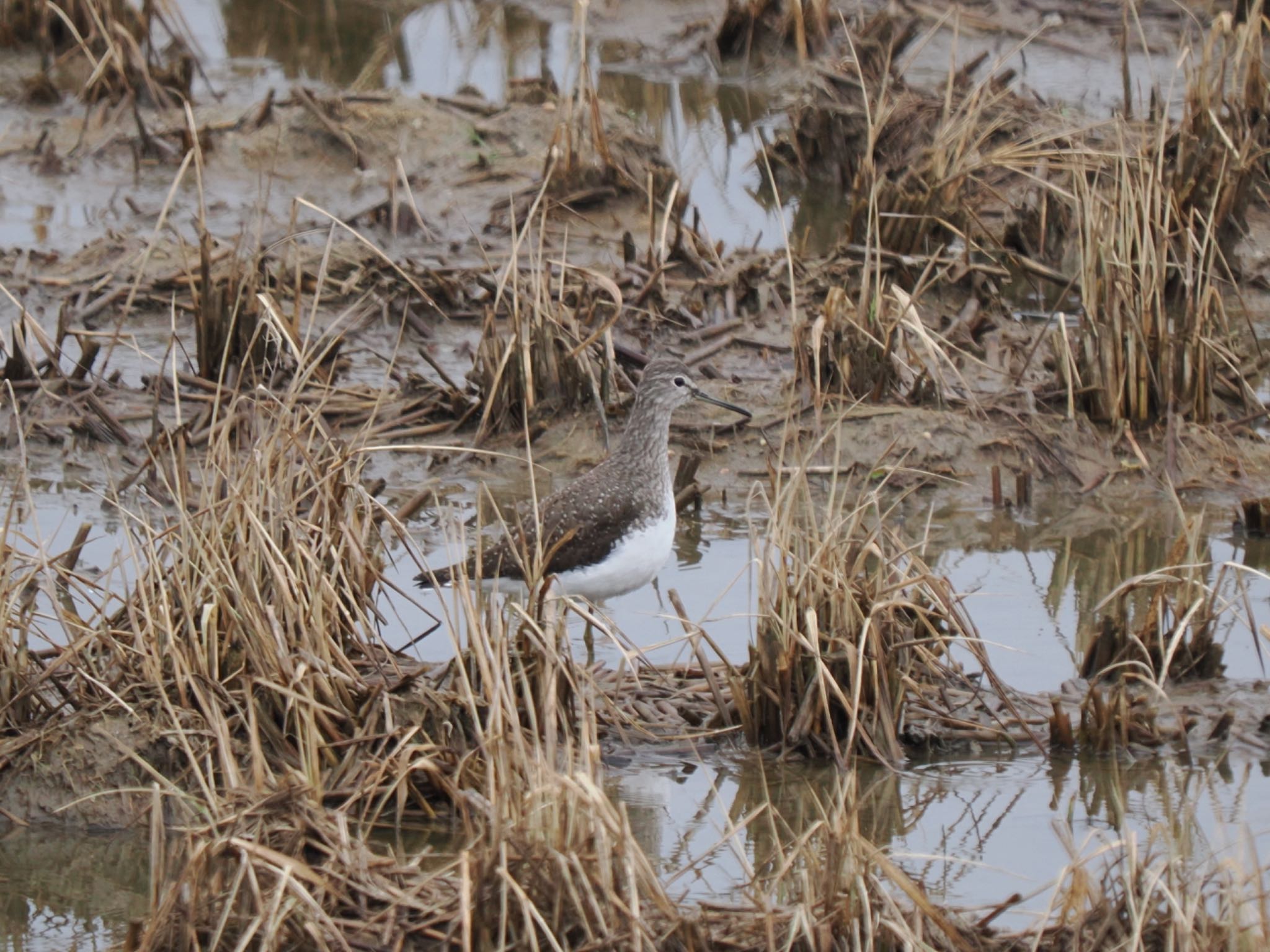 Photo of Green Sandpiper at  by マサ