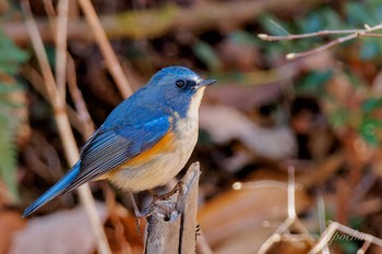 2024年1月8日(月) 小宮公園(八王子)の野鳥観察記録