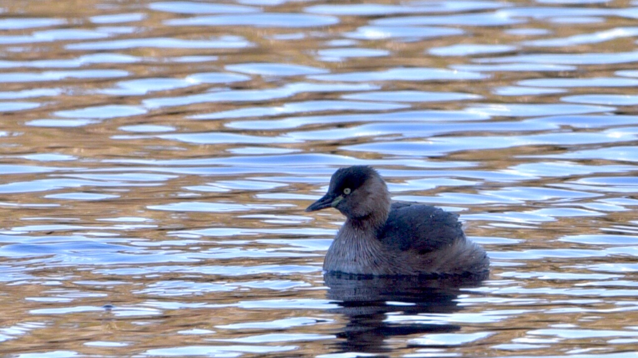 Photo of Little Grebe at 鶴ヶ池 by Taka Eri
