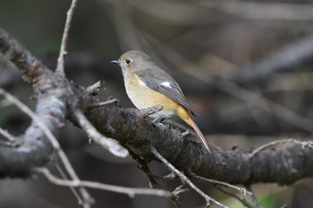 Daurian Redstart 雪入ふれあいの里公園 Sat, 11/18/2023