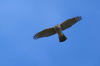 Eurasian Sparrowhawk 愛知県 Fri, 1/19/2024