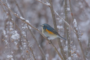 Red-flanked Bluetail Unknown Spots Mon, 1/15/2024