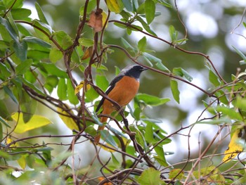 Daurian Redstart 加木屋緑地 Thu, 11/8/2018