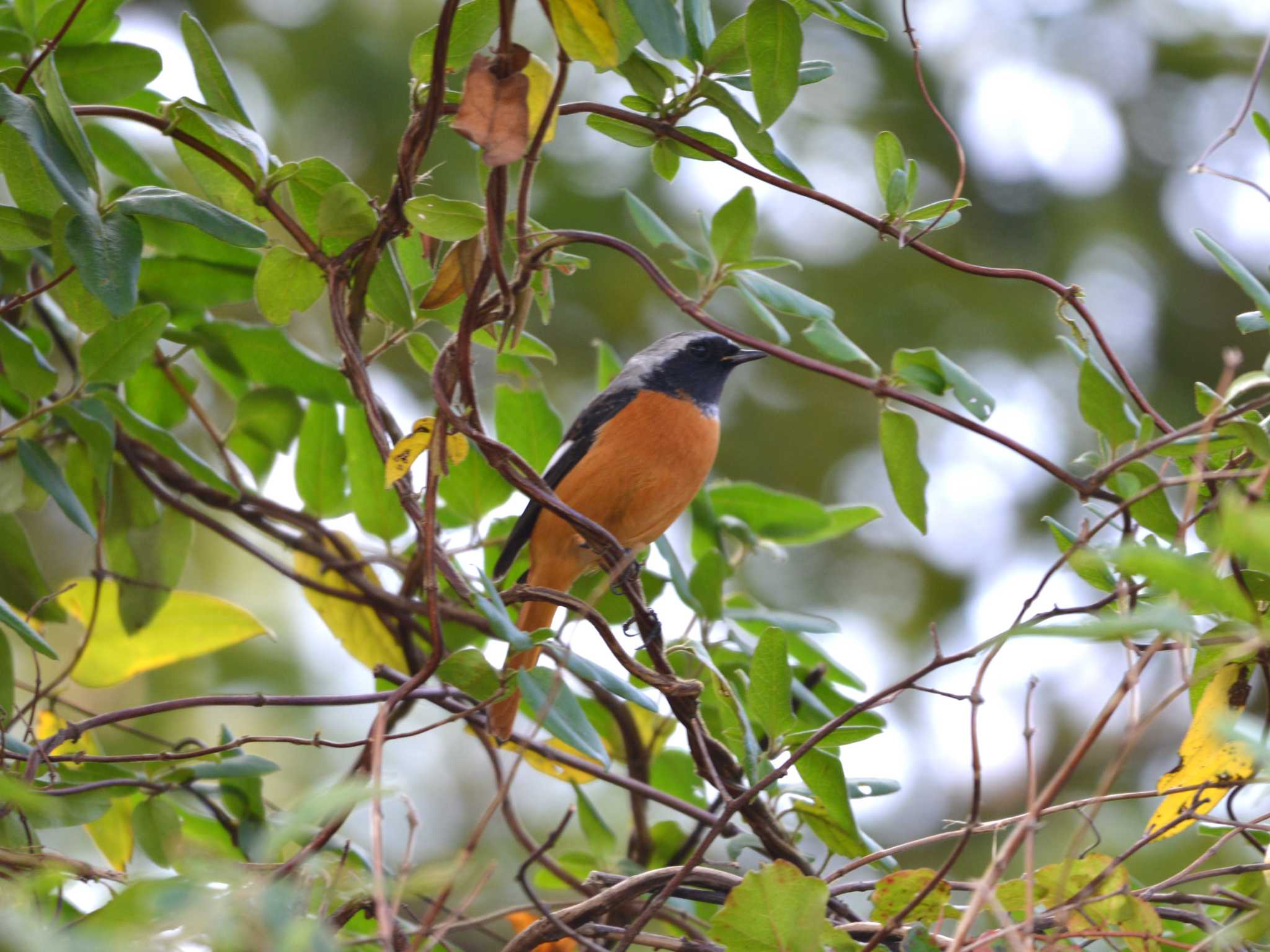 Photo of Daurian Redstart at 加木屋緑地 by ポッちゃんのパパ