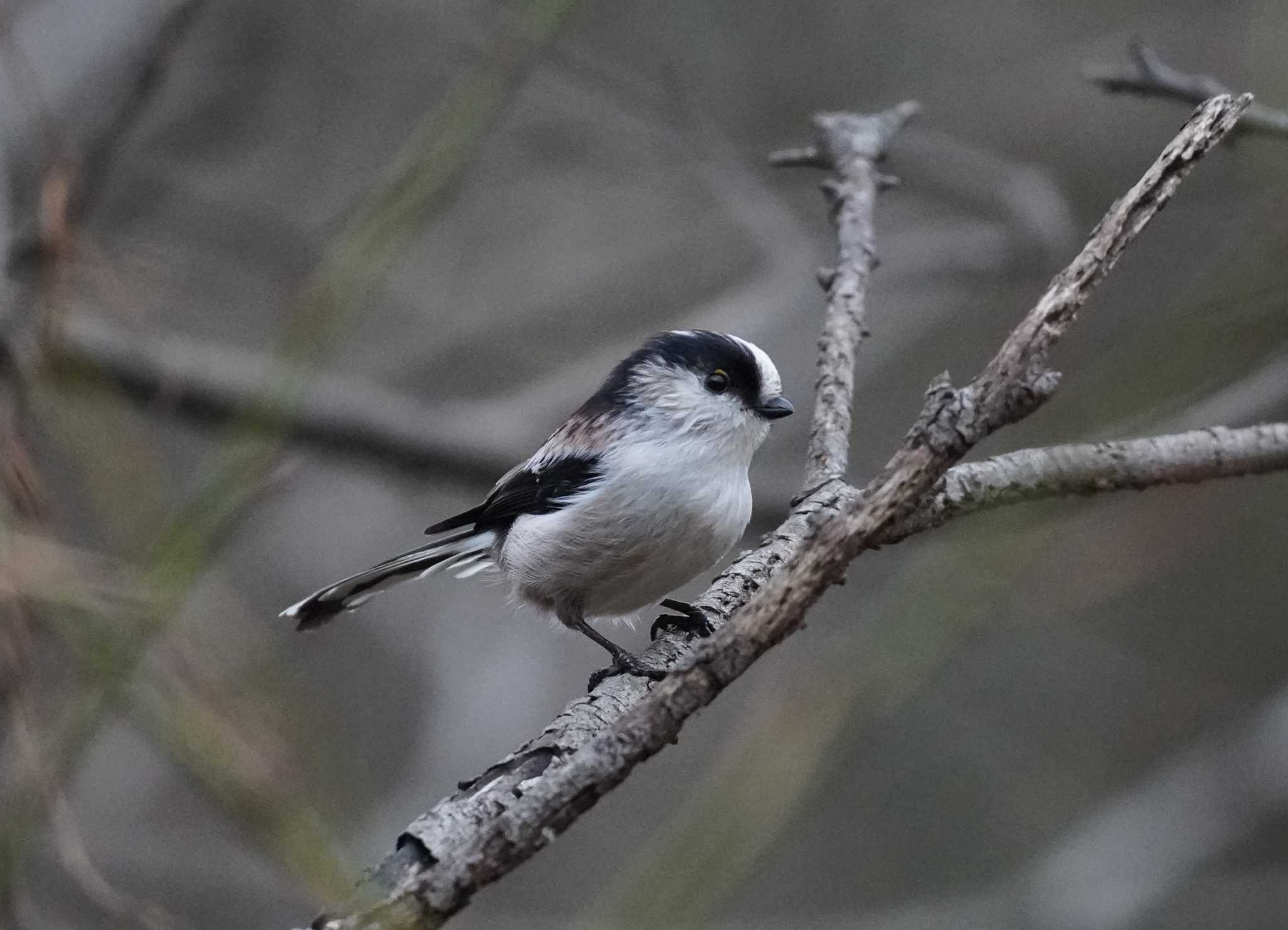 Long-tailed Tit