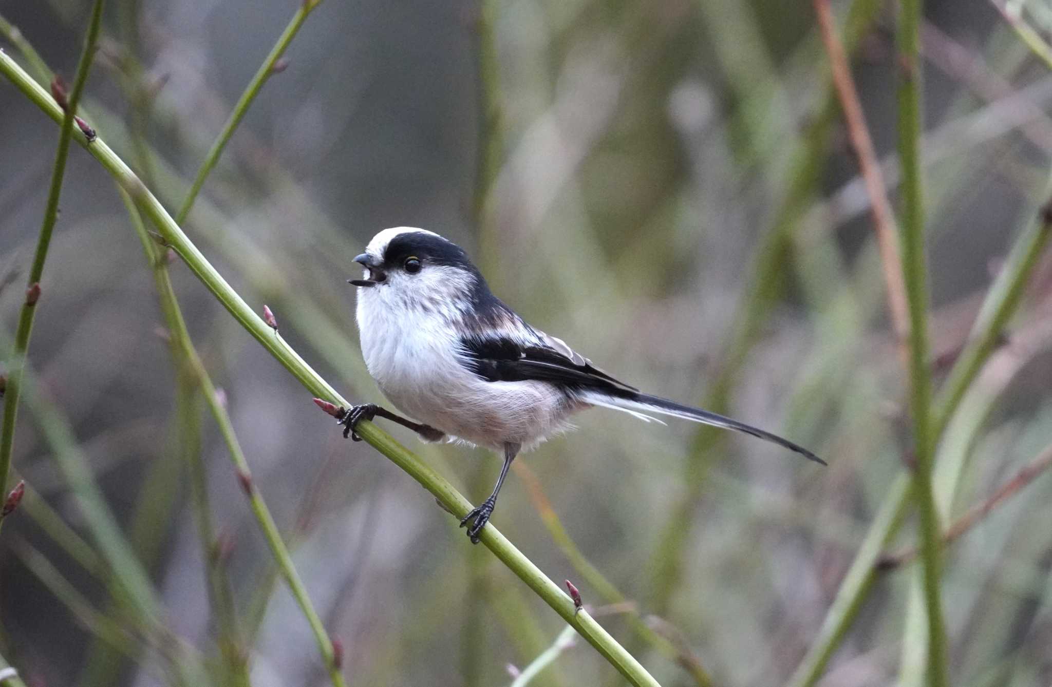 Long-tailed Tit