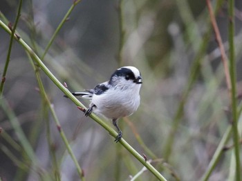 Long-tailed Tit 大阪府 Sat, 1/20/2024