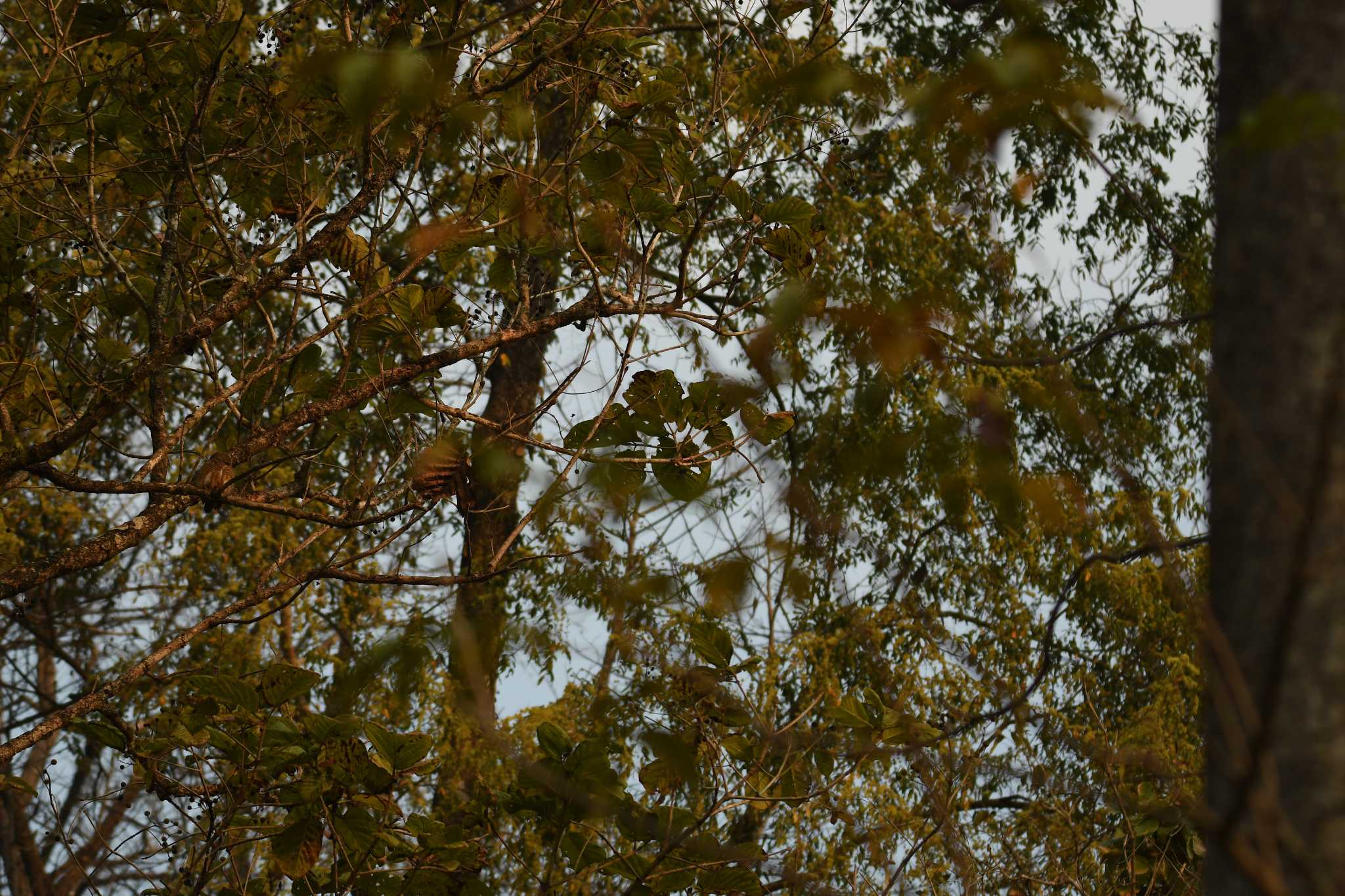 Asian Barred Owlet