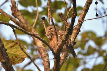 Asian Barred Owlet Doi Pha Hom Pok National Park Thu, 2/23/2023