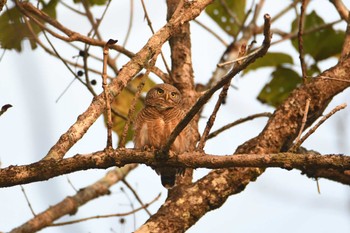 Asian Barred Owlet Doi Pha Hom Pok National Park Thu, 2/23/2023