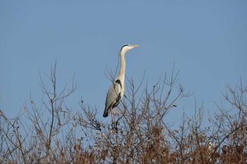 アオサギ 水主池公園(名古屋市緑区) 2018年2月26日(月)