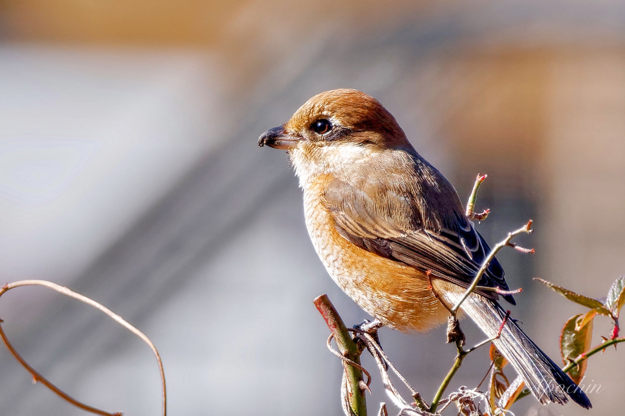 Bull-headed Shrike