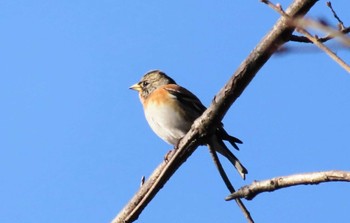 Brambling 仙川平和公園(三鷹市) Sun, 1/14/2024