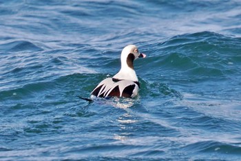 Long-tailed Duck 歯舞漁港(根室) Wed, 1/17/2024