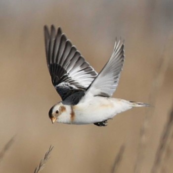 Snow Bunting Notsuke Peninsula Wed, 12/27/2023