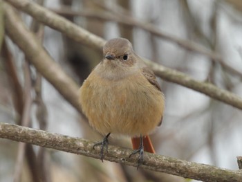 2024年1月20日(土) 渡良瀬遊水地の野鳥観察記録