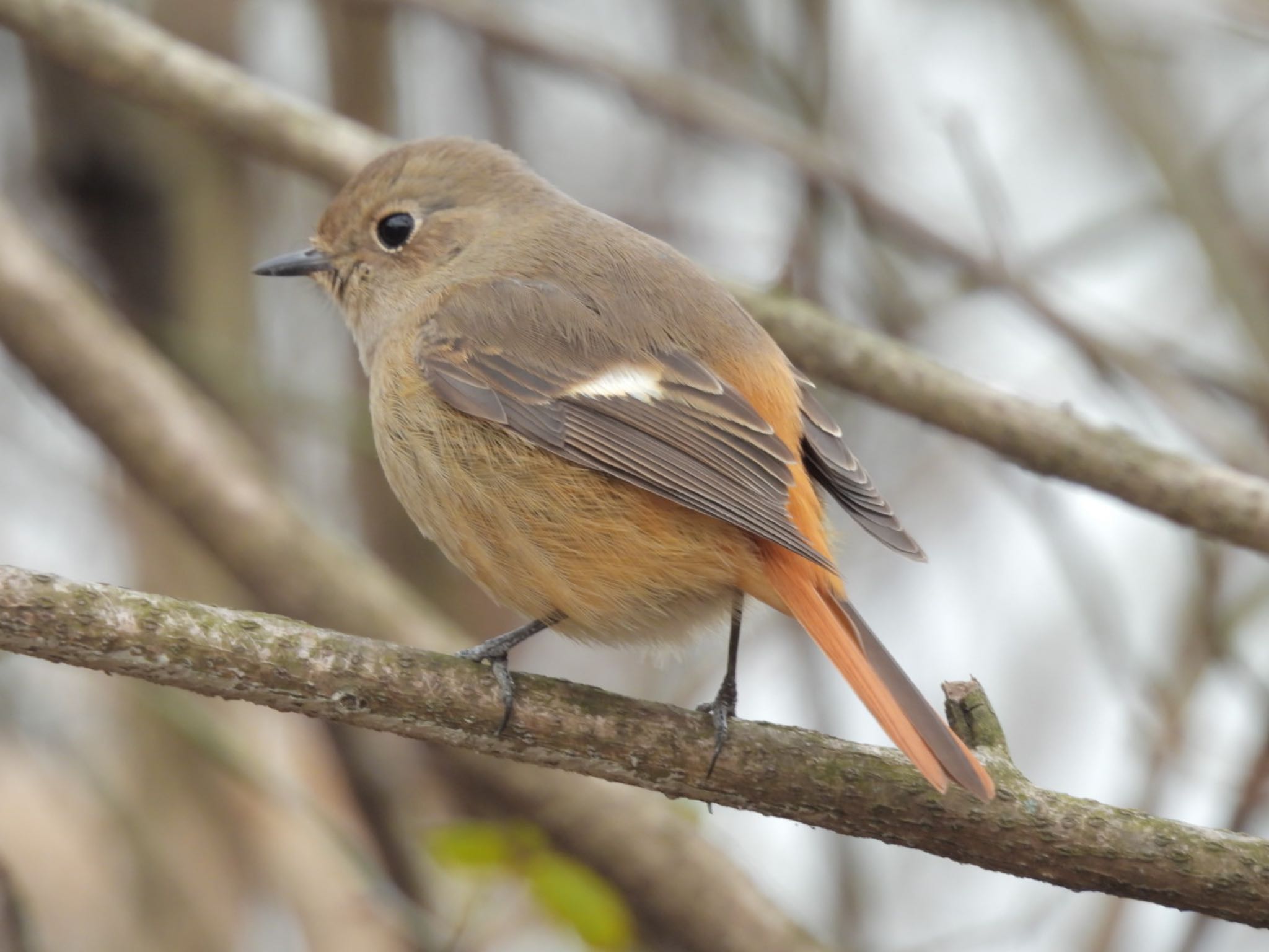 Daurian Redstart