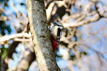 Great Spotted Woodpecker 海上の森 Fri, 1/19/2024