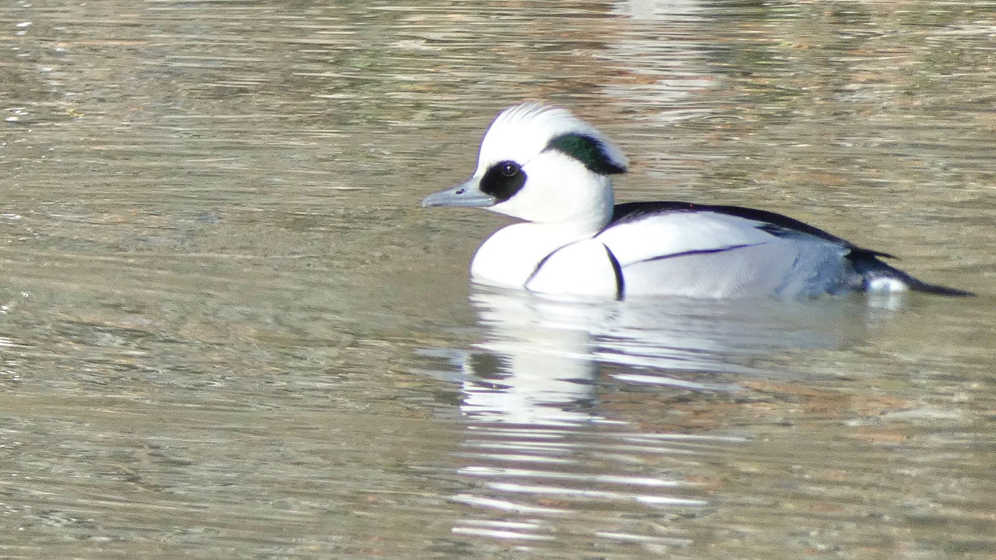 Smew