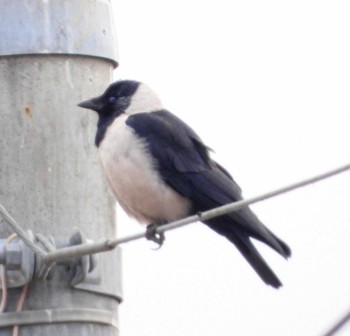 Daurian Jackdaw Unknown Spots Sun, 12/24/2023