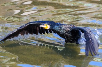 カワウ 喜瀬川 2024年1月2日(火)