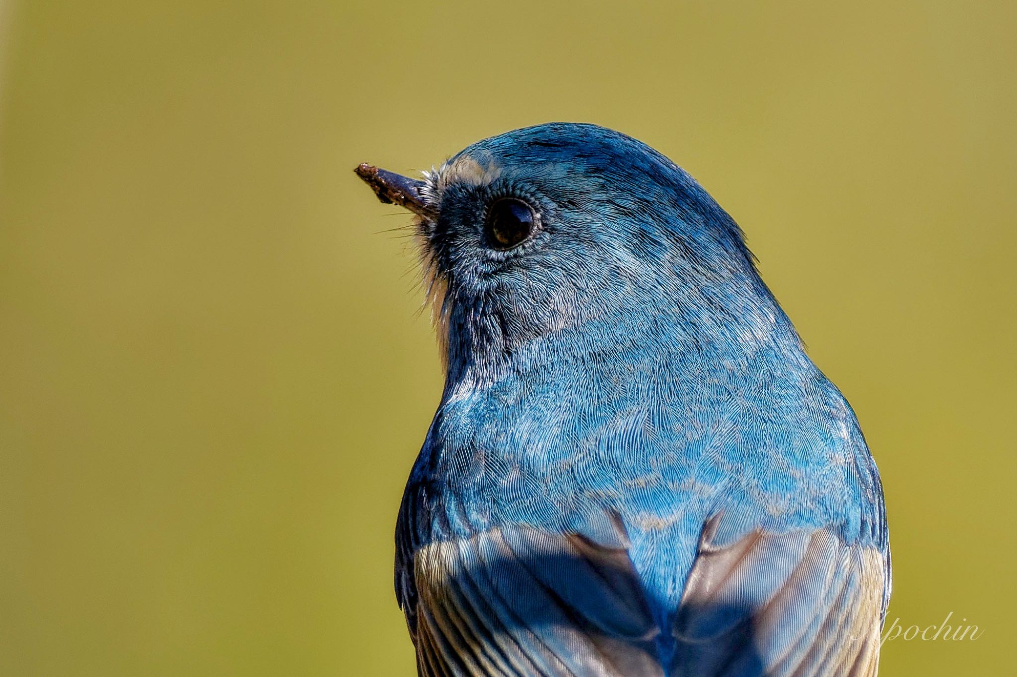 Red-flanked Bluetail