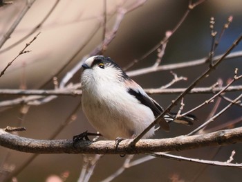 Long-tailed Tit 厚木七沢森林公園 Sun, 1/7/2024