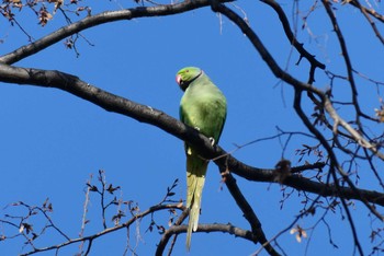 Indian Rose-necked Parakeet 東京都 Sat, 1/13/2024