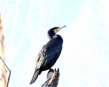 Great Cormorant 大阪府岸和田市 蜻蛉池公園 Wed, 1/17/2024