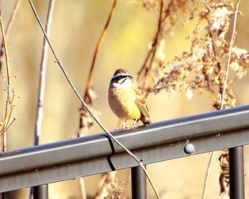 Meadow Bunting 大阪府岸和田市 蜻蛉池公園 Wed, 1/17/2024