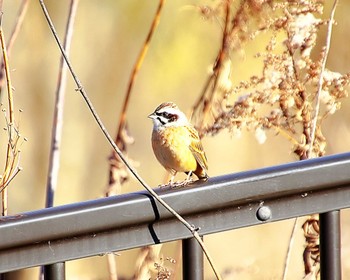 Meadow Bunting 大阪府岸和田市 蜻蛉池公園 Wed, 1/17/2024