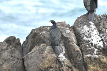 ヒメウ 平磯海岸 2024年1月20日(土)