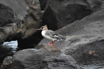 2024年1月20日(土) 平磯海岸の野鳥観察記録