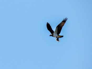 Osprey 阿佐美沼 Tue, 1/2/2024