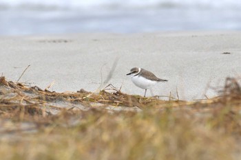 2024年1月19日(金) 能登町の野鳥観察記録