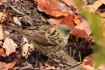 Masked Bunting 甲山森林公園 Sun, 1/21/2024