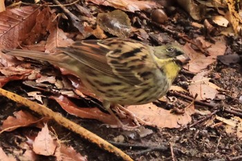 Masked Bunting 甲山森林公園 Sun, 1/21/2024