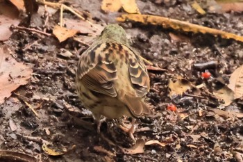 Masked Bunting 甲山森林公園 Sun, 1/21/2024