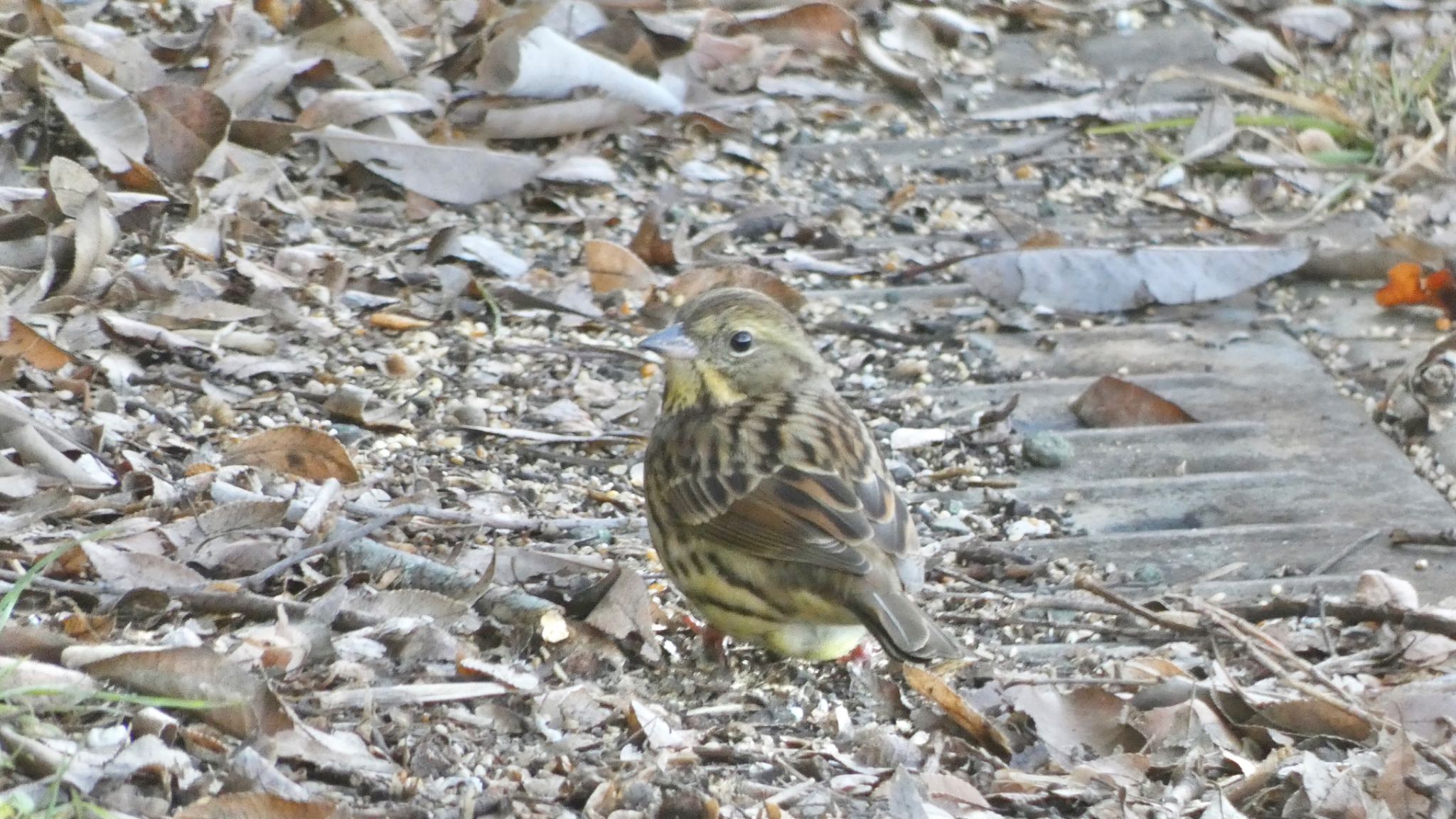 Masked Bunting