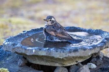 ツグミ 山中湖 2024年1月6日(土)