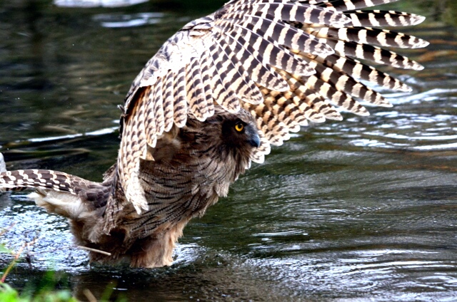 Blakiston's Fish Owl