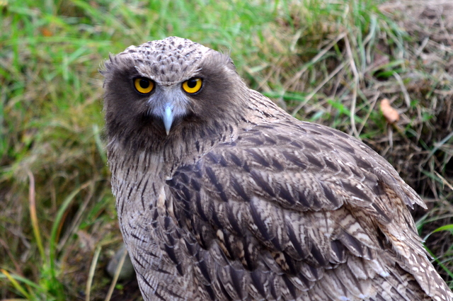 Blakiston's Fish Owl