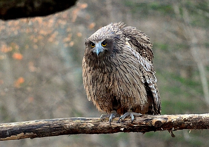 Blakiston's Fish Owl