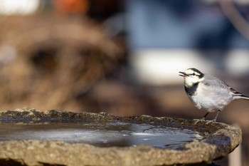 Wagtail Yamanakako Lake Mon, 1/8/2024