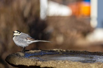 Wagtail Yamanakako Lake Mon, 1/8/2024