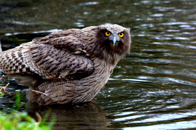 Blakiston's Fish Owl